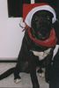 Ca de Bestiar Foto: Frl. Paula hilft Santa (ID 9068) Ca de Bestiar Hund
