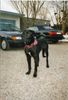 Ca de Bestiar Foto: bruno 1 jahr alt (ID 4484) Ca de Bestiar Hund