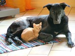 Ca de Bestiar Foto: Ca de Bestiar als Katzen Beschützer (ID 47380) Ca de Bestiar Hund