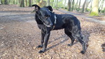 Ca de Bestiar Foto: Mora, keineswegs Rassetypisch, eher zurückhaltend 7 Jahre. Von Mallorca (ID 47383) Ca de Bestiar Hund