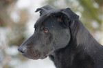Ca de Bestiar Foto: Mike (ID 47377) Ca de Bestiar Hund