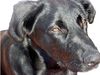 Ca de Bestiar Foto: este es KAYSHER es cacereño(español) (ID 4288) Ca de Bestiar Hund
