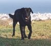 Ca de Bestiar Foto: Ca auf Mallorca (ID 32591) Ca de Bestiar Hund