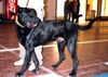 Ca de Bestiar Foto: Ca auf Mallorca (ID 32594) Ca de Bestiar Hund