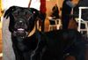 Ca de Bestiar Foto: Ca auf Mallorca (ID 32595) Ca de Bestiar Hund
