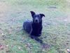 Ca de Bestiar Foto: 5 Jahre alt (ID 17582) Ca de Bestiar Hund