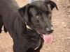 Ca de Bestiar Foto: Hallo mein Name ich BUC...suche eine Freundin ! (ID 35814) Ca de Bestiar Hund