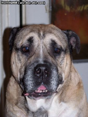 Ca de Bou Hunde Foto 17050 Ca de Bou Falcor Dragon Osanna First Interchampion on the Breed.