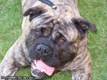 Ca de Bou Hunde Foto 12505 Ca de Bou Only Original Ca de Bou with PEDIGREE FCI (minimum 3 generations complete.)