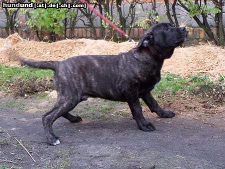 Ca de Bou Hunde Foto 17273 Ca de Bou Original Ca de Bou from Osanna Kennel