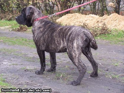Ca de Bou Hunde Foto 17274 Ca de Bou Original Ca de Bou from Osanna Kennel