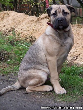 Ca de Bou Hunde Foto 17277 Ca de Bou Original Ca de Bou from Osanna Kennel