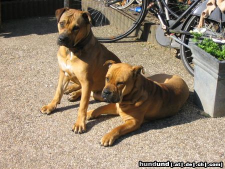 Ca de Bou Hunde Foto 12577 Ca de Bou Miura and Mortero