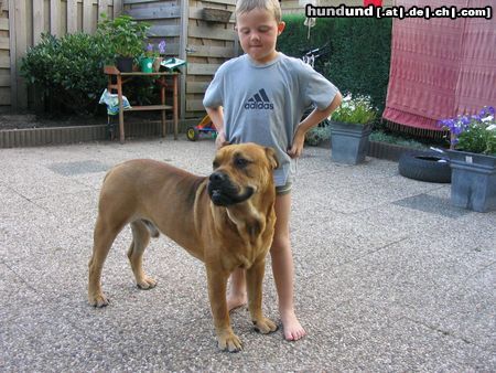 Ca de Bou Hunde Foto 17176 in höherer Auflösung ansehen Ca de Bou Mortero and friend