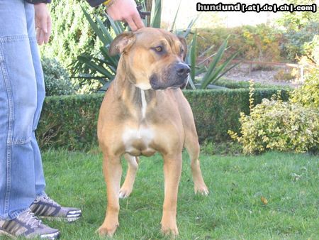 Ca de Bou Hunde Foto 17031 in höherer Auflösung ansehen Ca de Bou REAL CA DE BOU Miura de Borinquen Gladiator
