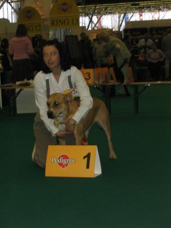 Ca de Bou Hunde Foto 27325 in höherer Auflösung ansehen Ca de Bou Tecla de Almallutx CAC and BOB WINNER AMSTERDAM 2005