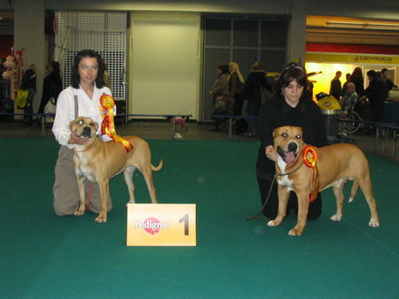 Ca de Bou Hunde Foto 27326 in höherer Auflösung ansehen Ca de Bou CH K-2 and Tecla de Almallutx CAC WINNERS AMSTERDAM 2005