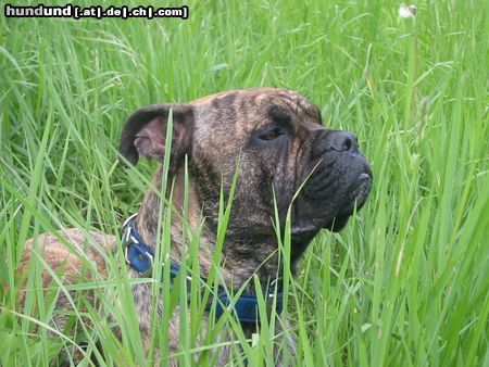Ca de Bou Hunde Foto 5819 Ca de Bou Agis