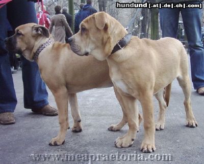 Ca de Bou Hunde Foto 17254 in höherer Auflösung ansehen Ca de Bou CAESAR and CORRIDA Mea Praetoria Caesareum 4,5 month old