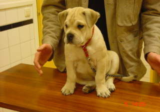 Ca de Bou Hunde Foto 27316 Ca de Bou Alvaro des Xavier 8 weeks old 10 kg