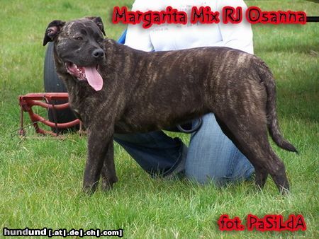Ca de Bou Hunde Foto 21567 in höherer Auflösung ansehen Ca de Bou Margarita Mix R.J.Osanna