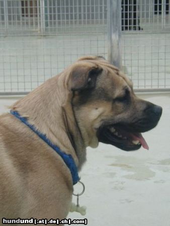 Ca de Bou Hunde Foto 20820 Ca de Bou Alano