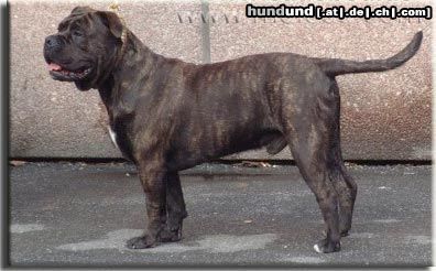 Ca de Bou Hunde Foto 5108 Ca de Bou ARGOS Juhasz, World Junior Winner