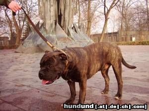 Ca de Bou Hunde Foto 7106 Ca de Bou JWW, JCHPL