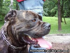 Ca de Bou Hunde Foto 12059 Ca de Bou Argos Juhasz, Junior World Winner, JChPl, ChPl