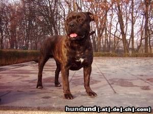 Ca de Bou Hunde Foto 7107 Ca de Bou JWW, JCHPL