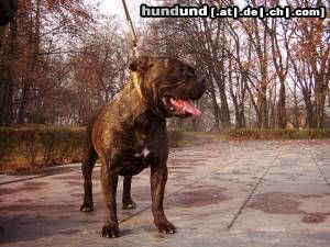 Ca de Bou Hunde Foto 7109 Ca de Bou JWW, JCHPL