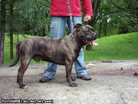 Ca de Bou Hunde Foto 12058 Ca de Bou Argos Juhasz, Junior World Winner, JChPl, ChPl