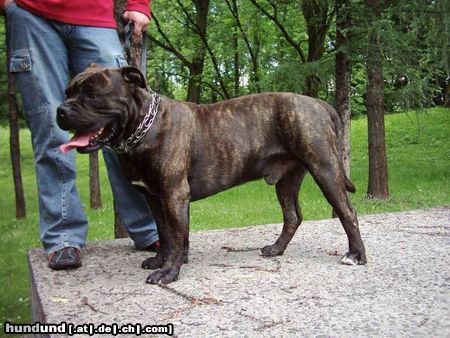 Ca de Bou Hunde Foto 12057 Ca de Bou Argos Juhasz, Junior World Winner, JChPl, ChPl