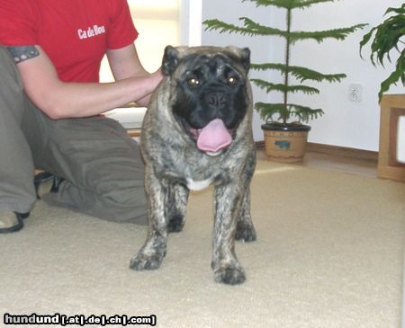 Ca de Bou Hunde Foto 11620 Ca de Bou Only Original Ca de Bou with PEDIGREE FCI (minimum 3 generations complete.)