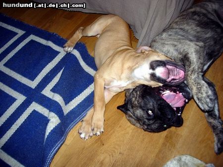 Ca de Bou Hunde Foto 25176 Ca de Bou New blood line from Puerto Rico in Poland \\\' Animus Fortis\\\' FCI Kennel