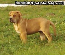 Ca de Bou Hunde Foto 16094 in höherer Auflösung ansehen Ca de Bou CAESAR Mea Praetoria Caesareum
