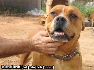 Ca de Bou Hunde Foto 9166 Ca de Bou CALA