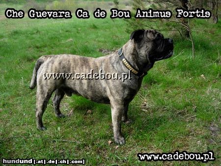 Ca de Bou Hunde Foto 21432 Ca de Bou Ca de Bou from Poland
