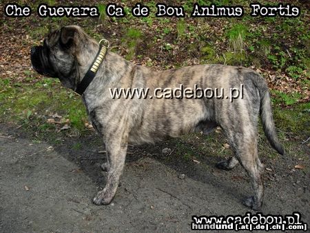 Ca de Bou Hunde Foto 21433 Ca de Bou Ca de Bou from Poland