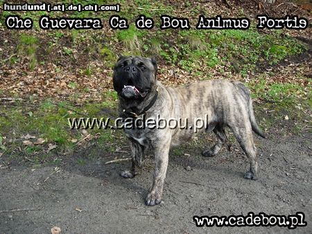 Ca de Bou Hunde Foto 21434 Ca de Bou Ca de Bou from Poland