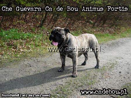 Ca de Bou Hunde Foto 21435 Ca de Bou Ca de Bou from Poland