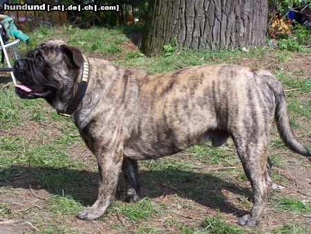 Ca de Bou Hunde Foto 11617 Ca de Bou Only Original Ca de Bou with PEDIGREE FCI (minimum 3 generations complete.)