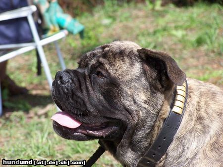 Ca de Bou Hunde Foto 11616 Ca de Bou Only Original Ca de Bou with PEDIGREE FCI (minimum 3 generations complete.)