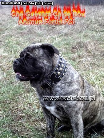 Ca de Bou Hunde Foto 26020 Ca de Bou Ch.PL. CH. RUS. CH. EST. CH. LV. CH LT MULTICHAMPION CHE GUEVARA CA DE BOU ANIMUS FORTIS - ORIGINAL CA DE BOU POLAND