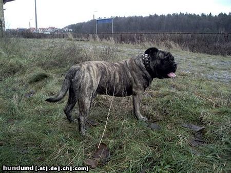 Ca de Bou Hunde Foto 16982 Ca de Bou Oryginal Ca de Bou Che Guevara Ca de Bou animus fortis Poland