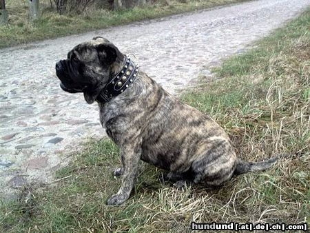Ca de Bou Hunde Foto 16980 Ca de Bou Oryginal Ca de Bou Che Guevara Ca de Bou animus fortis Poland