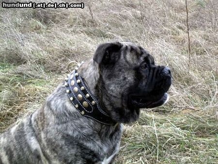 Ca de Bou Hunde Foto 16978 Ca de Bou Oryginal Ca de Bou Che Guevara Ca de Bou animus fortis Poland