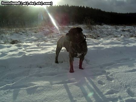 Ca de Bou Hunde Foto 16983 Ca de Bou Oryginal Ca de Bou Che Guevara Ca de Bou animus fortis Poland