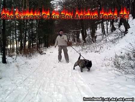 Ca de Bou Hunde Foto 18000 Ca de Bou Excellent Thru Type Ca de Bou
