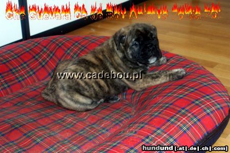 Ca de Bou Hunde Foto 17070 Ca de Bou Thru Type Ca de Bou !!! Che Guevara............